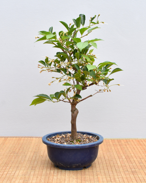 Preview: Bonsai Outdoor, Japanisches Schneeglöckchen (Styrax japonica)